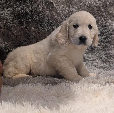Golden Retriever for sale by INDIVIBES