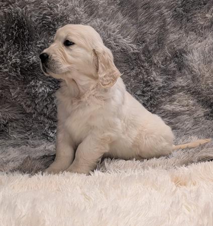 Golden Retriever for sale by INDIVIBES