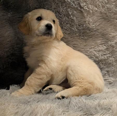 Golden Retriever for sale by INDIVIBES