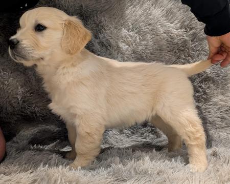 Golden Retriever for sale by INDIVIBES