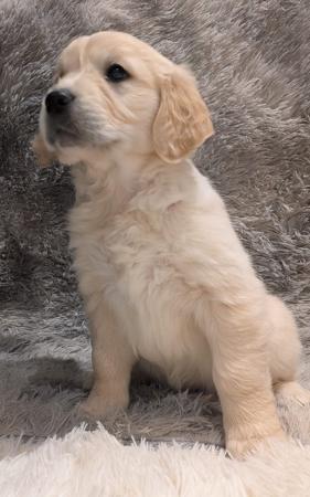 Golden Retriever for sale by INDIVIBES