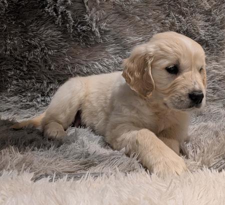 Golden Retriever for sale by INDIVIBES