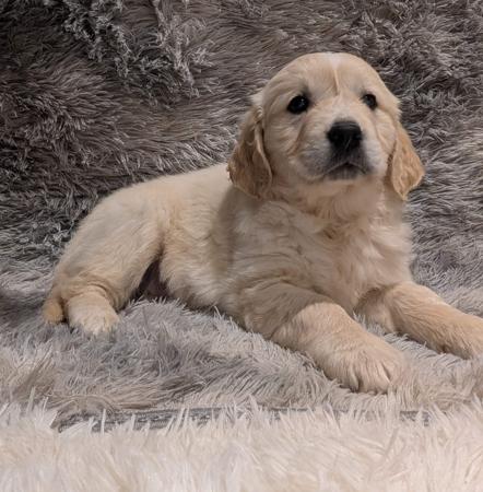 Golden Retriever for sale by INDIVIBES