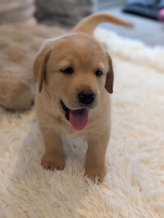 Labrador Retriever for sale by INDIVIBES