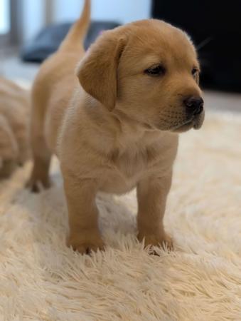 Labrador Retriever for sale by INDIVIBES
