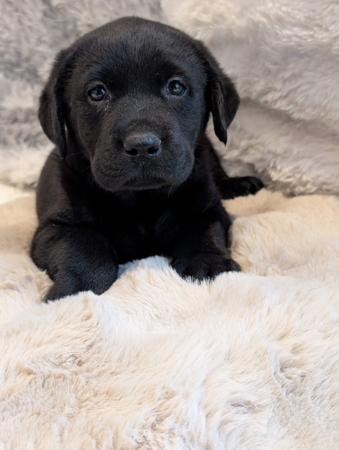 Labrador Retriever for sale by INDIVIBES