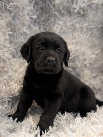 Labrador Retriever for sale by INDIVIBES