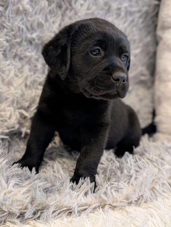 Labrador Retriever for sale by INDIVIBES