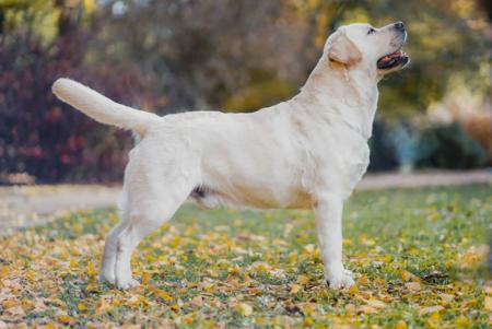 Labrador Retriever for sale by INDIVIBES