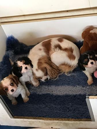 Cavalier King Charles Spaniel puppy for sale by KAYNOR00
