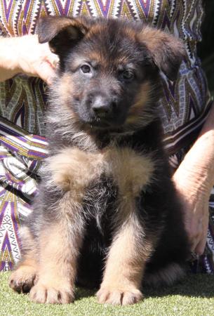 German Shepherd Dog puppy for sale by SUNDANEKA