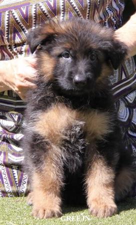 German Shepherd Dog (Long Stock Coat) puppy for sale by SUNDANEKA