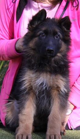 German Shepherd Dog (Long Stock Coat) puppy for sale by SUNDANEKA