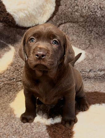 Labrador Retriever puppy for sale by KOBELCO