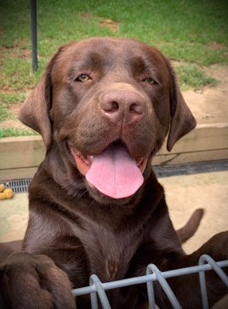 Labrador Retriever for sale by KOBELCO