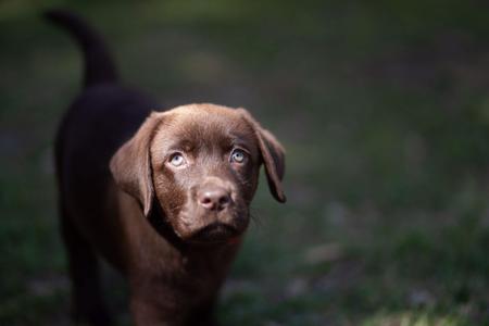 Labrador Retriever for sale by KOBELCO