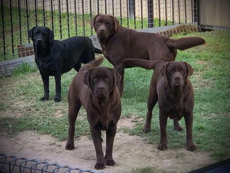 Labrador Retriever for sale by KOBELCO