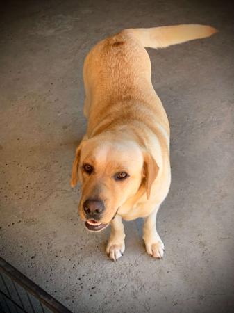 Labrador Retriever for sale by KOBELCO