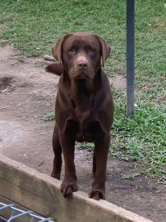 Labrador Retriever for sale by KOBELCO