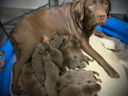 Labrador Retriever for sale by KOBELCO