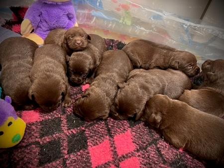 Labrador Retriever puppy for sale by KOBELCO