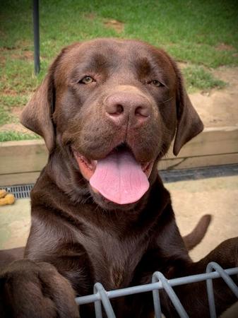 Labrador Retriever puppy for sale by KOBELCO