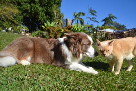 Border Collie for sale by RCARRINGTON258