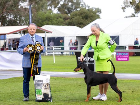 CH Desyred Bentley The One N Only (AI) Dobermann