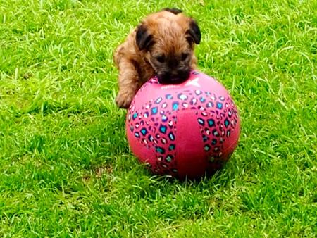 Soft Coated Wheaten Terrier puppy for sale by BILSTONWAKE