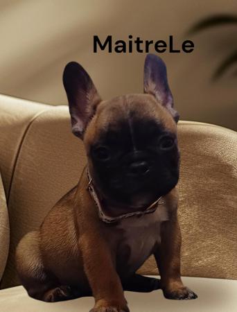 French Bulldog for sale by MAITRELE