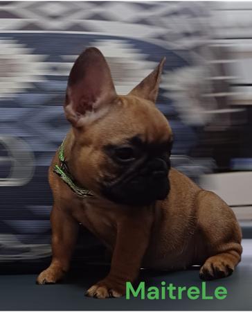 French Bulldog for sale by DDBLUES