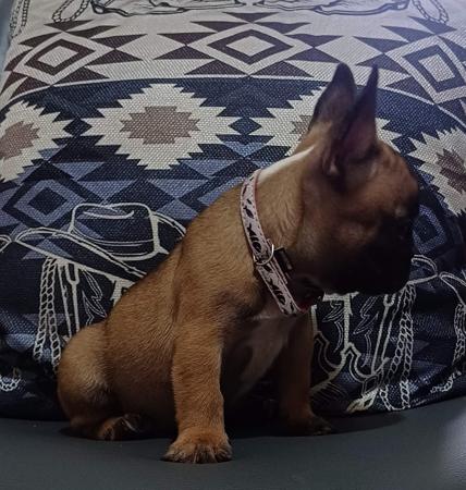 French Bulldog for sale by MAITRELE