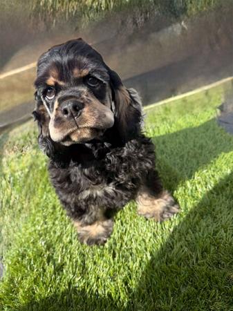 Cocker Spaniel (American) puppy for sale by TARYK