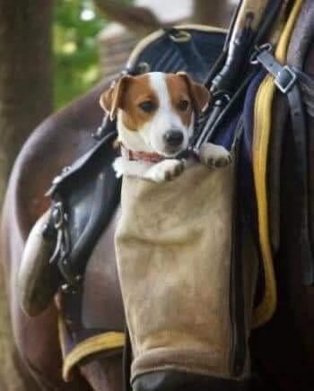 Jack Russell Terrier for sale by OZJACK