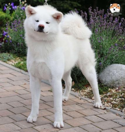 Akita (Japanese) for sale by WHITEDRAGONPARK