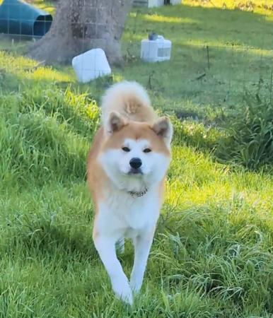 Akita (Japanese) for sale by AKAIRYUU