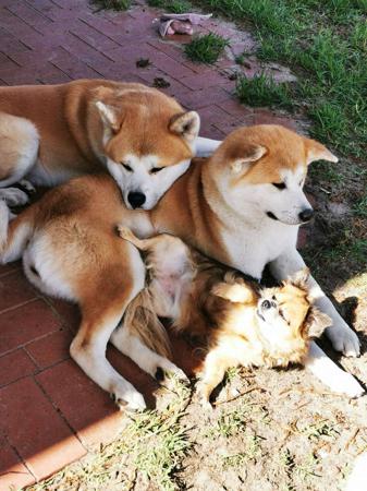 Akita (Japanese) for sale by AKAIRYUU