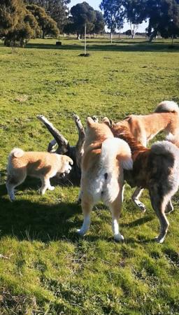 Akita (Japanese) for sale by AKAIRYUU