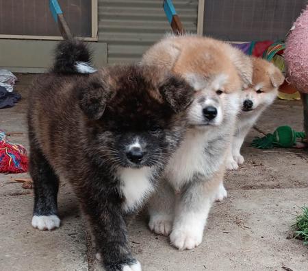 Akita (Japanese) puppy for sale by WHITEDRAGONPARK