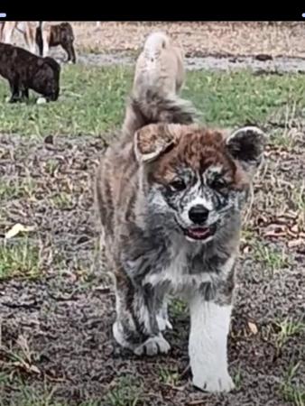 Akita (Japanese) puppy for sale by WHITEDRAGONPARK