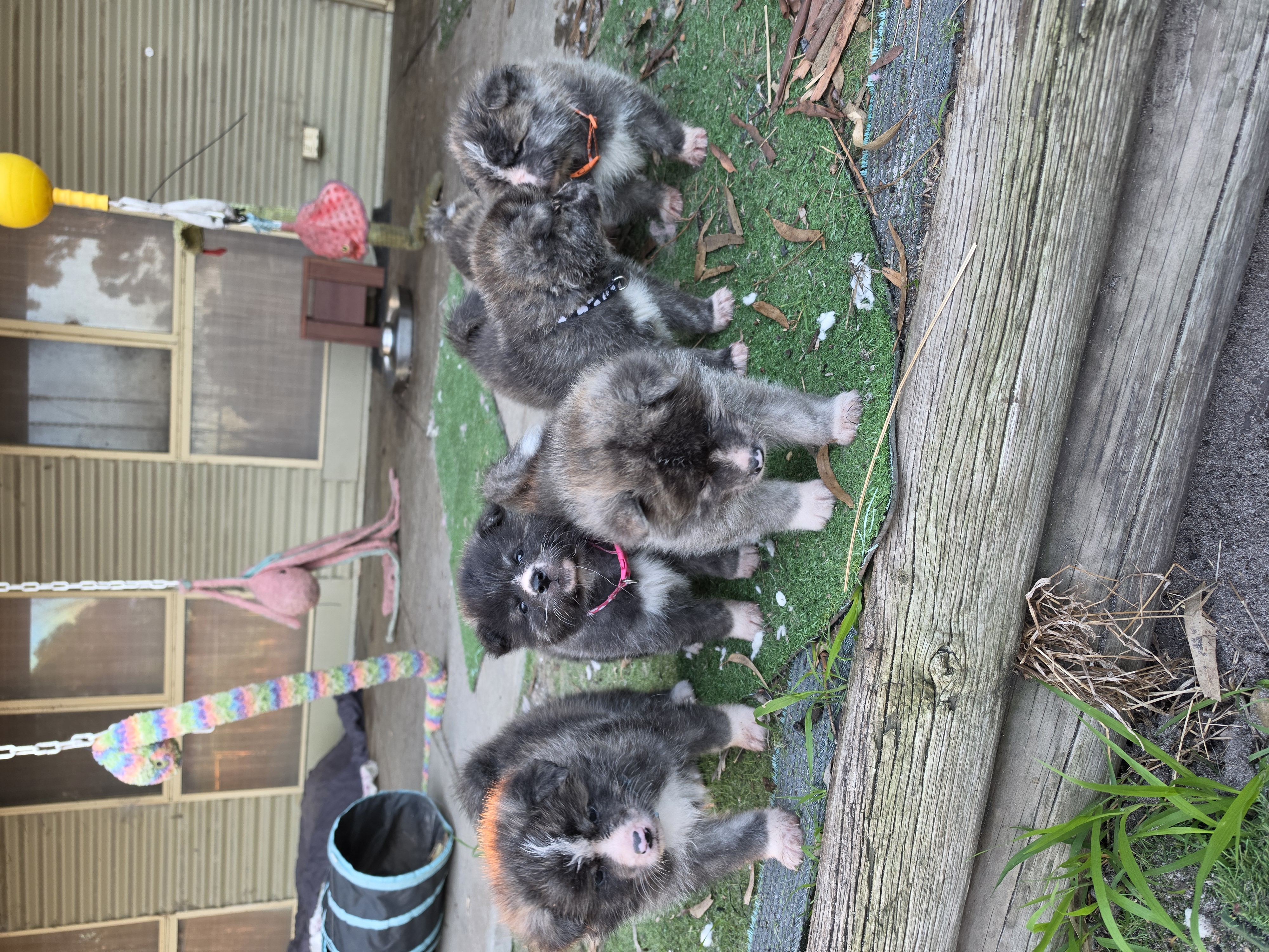 Akita (Japanese) puppy for sale by WHITEDRAGONPARK