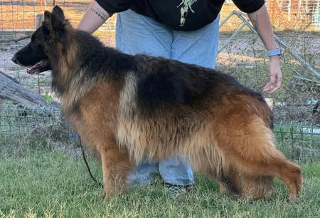 German Shepherd Dog (Long Stock Coat) puppy for sale by WOLFONYX