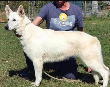 White Swiss Shepherd Dog puppy for sale by WOLFONYX