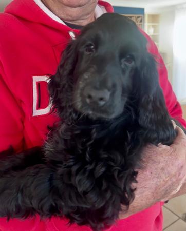Cocker Spaniel puppy for sale by DIPENMAN
