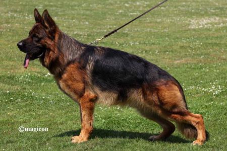 German Shepherd Dog for sale by RHOSYN