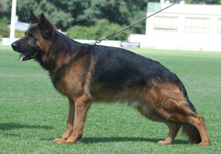 German Shepherd Dog for sale by RHOSYN