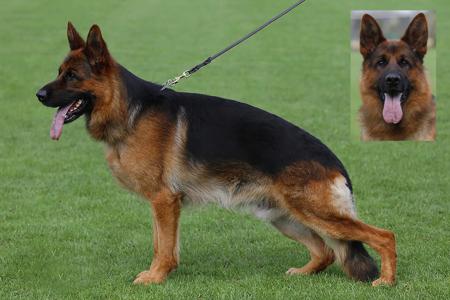 German Shepherd Dog for sale by RHOSYN