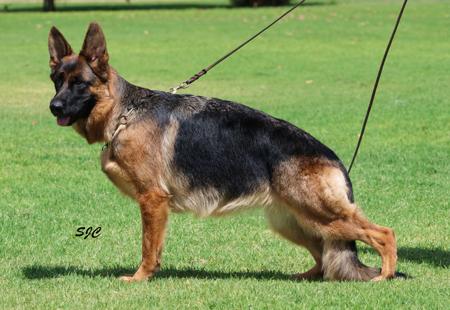 German Shepherd Dog for sale by RHOSYN