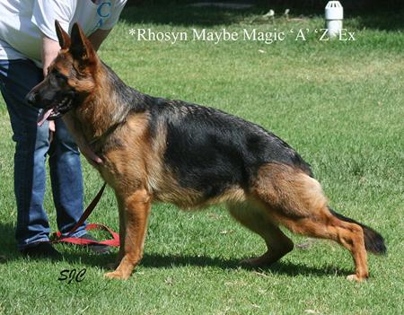 German Shepherd Dog for sale by RHOSYN