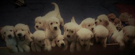 Golden Retriever for sale by SHAMROTH
